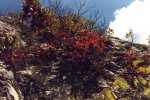 Herbstfarben