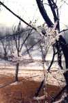 Winterstrauch