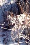 Eis-Blume