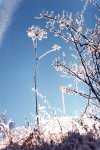 Winterfrost