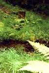 Dschungel-Bach