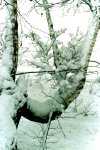 Schwerer Winter