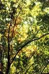 Herbstfarben