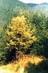 Herbstfarben