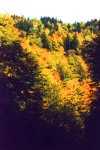 Herbstfarben