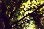 Herbstfarben
